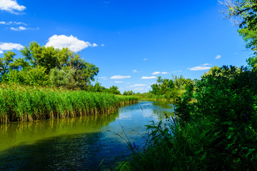 Summer landscape with the green trees and river