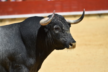 toro con grandes cuernos en españa