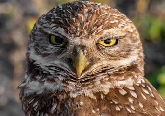 Burrowing Owl in Florida 