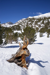 Old Tree Roots In Snowy Mountains