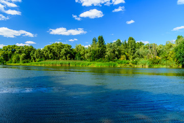 Summer landscape with the green trees and river