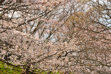 【神奈川】横須賀　走水水源地の桜
