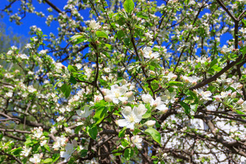 A branch of Apple tree with blossom blurred background