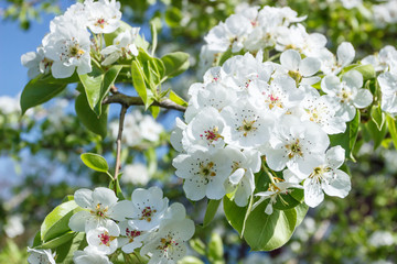 A branch of pear tree with blossom, blurred background