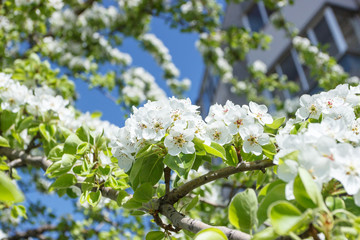 A branch of pear tree with blossom, blurred background