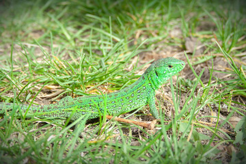 Fototapeta premium Beautiful little green lizard hiding from people at sunny day.