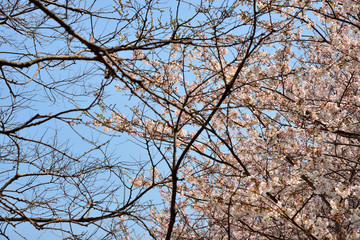 木, 自然, 空, 森, ブランチ, 葉, 緑, 青, 季節, 白, 風景, アウトドア, 全盛期, サクラ, 桜, さくら, 春, 横須賀, 神奈川, 走水, 走水水源地, 日本, アジア, 人なし, 人物なし