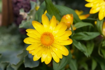 Yellow flower