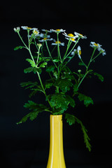 Tenacetum parthenium  in a yellow vase