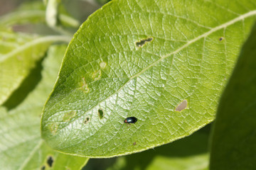 Feeding damage of Goat willow (Salix caprea) leaf by imago of Willow flea beetle or Crepidodera aurata. May, Belarus