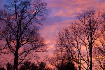 Pink Sunrise