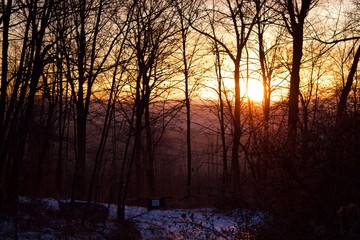 Sunrise on a Pennsylvania Forest