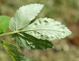 Galls of Trioza flavipennis on green leaf of Aegopodium podagraria or Ground elder. May, Belarus