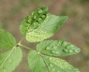 Green leaf of Aegopodium podagraria or Ground elder infected with Arabis Mosaic Virus Nepovirus (ArMV) and showing yellow net symptoms. Galls of Trioza flavipennis on Aegopodium podagraria. May, Belar