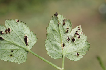 Puccinia aegopodii on green leaf of Aegopodium podagraria or Ground elder