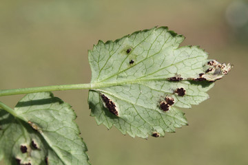 Puccinia aegopodii on green leaf of Aegopodium podagraria or Ground elder