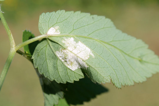 Plasmopara nivea (Downy mildew) on green leaf of Aegopodium podagraria or Ground elder