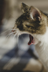 A young little kitten on the couch