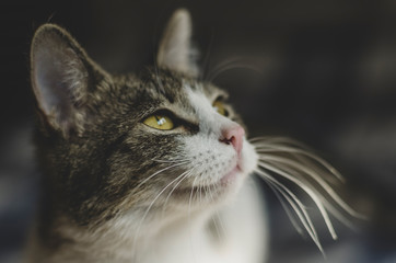 A young little kitten on the couch
