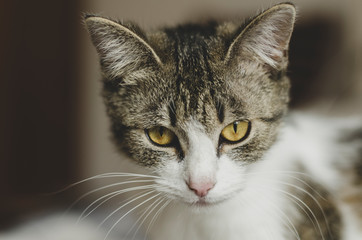 A young little kitten on the couch