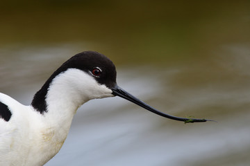 Head shot of a pied avocet (recurvirostra avosetta)