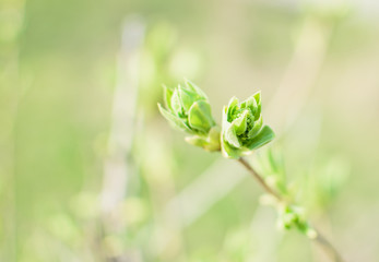 Green bud on branch.