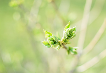 Green bud on branch.