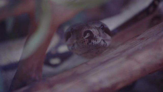 Snake is yawning curled up