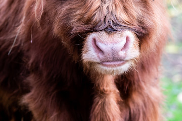 Close up sur le museau d'une vache marron aux poils longs et longues cornes	
