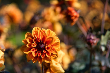 Orange flowers in an English garden
