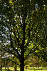 tree in an English garden