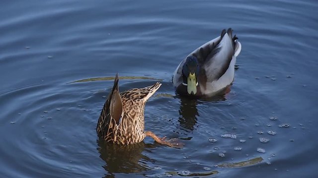 Ducks dive into the lake and looking for food underwater