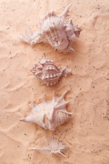 Fototapeta na wymiar beautiful seashell lying on the golden sand