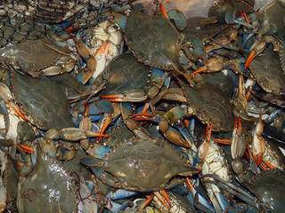 Macro of fresh crustaceans