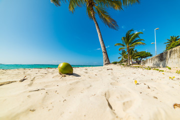 Palm trees and coconut in Raisins Clairs beach in Guadeloupe