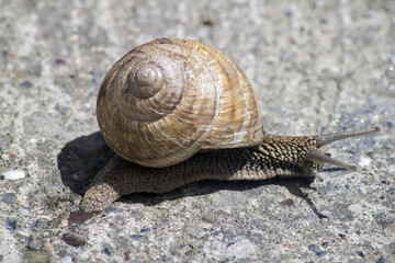 Big snail in shell crawling on road, summer day in garden - 267684386