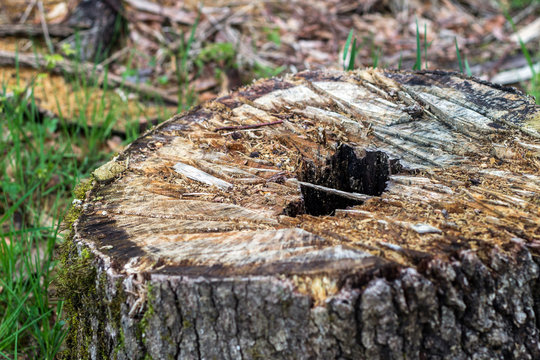 Cut tree in the forest, photographed with very shallow depth of field