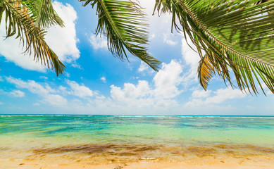 Palm trees and turquoise sea in Bois Jolan beach in Guadeloupe