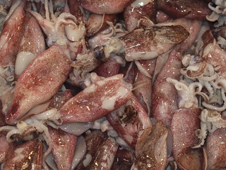 Macro of raw octopus fish