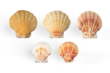 Set of Scallop shells isolated on white background