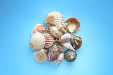 Heap of perfect seashells isolated on blue background
