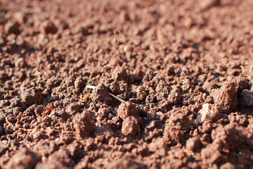 Plowed land in the garden. Close-up. Background. Texture.