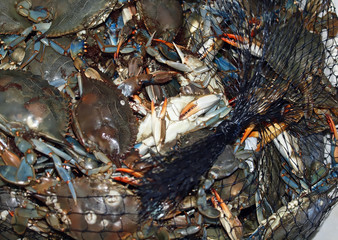 Macro of fresh crustaceans