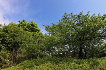 馬見丘陵公園