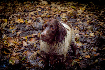 dog with autumn leaves