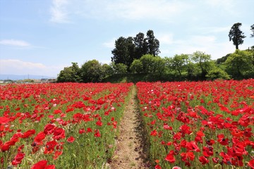 馬見丘陵公園のポピー畑