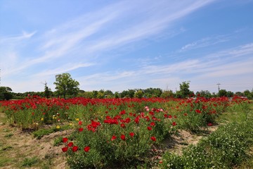 馬見丘陵公園のポピー畑