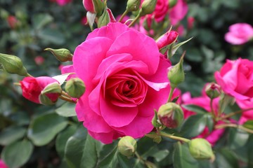 馬見丘陵公園の薔薇