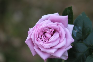 馬見丘陵公園の薔薇