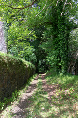 Obraz premium Nice path through the forest with trees and a stone wall. Galician landscape inside the Pazo de Mariñán.